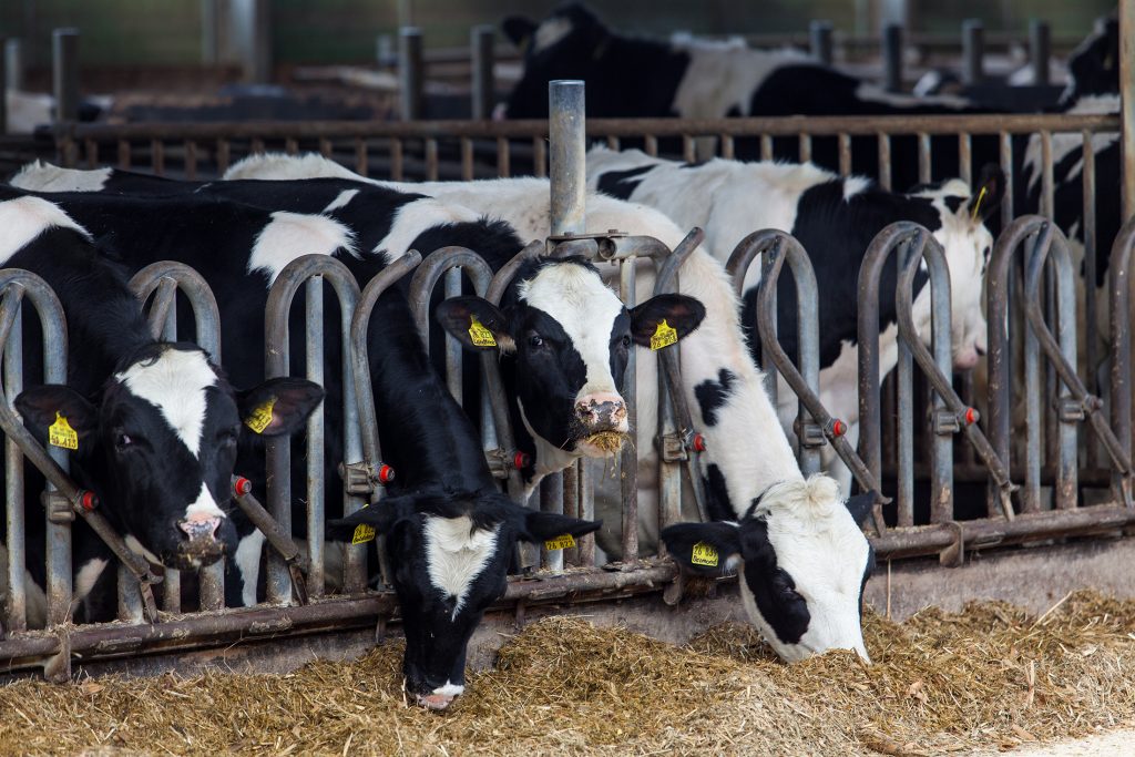 Mehrere schwarz-weiße Milchkühe, die jeweils einen wichtigen Rohstoff für das Endprodukt des Betriebs darstellen, fressen Heu in einem Stall und stehen dabei in einzelnen Futterboxen aus Metall, an denen gelbe Ohrmarken zu sehen sind; hinter ihnen sind weitere Kühe in ähnlichen Boxen zu sehen.