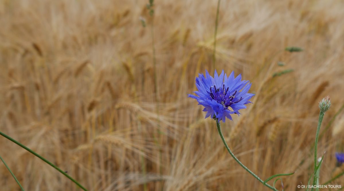 Kornblume im Gerstenfeld